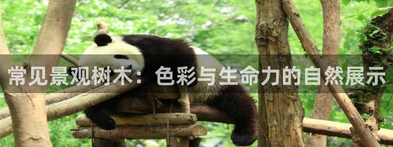 新宝gg平台首页：常见景观树木：色彩与生命力的自然展示