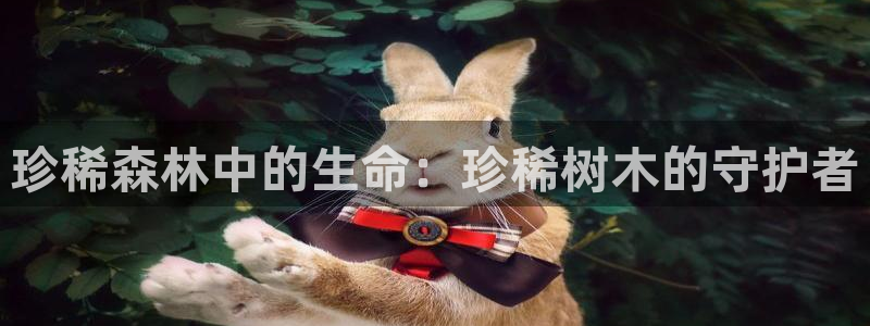 c新宝GG