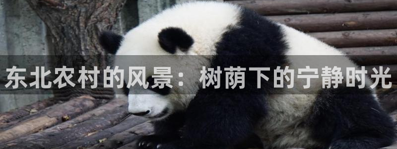 新宝gg和新宝123