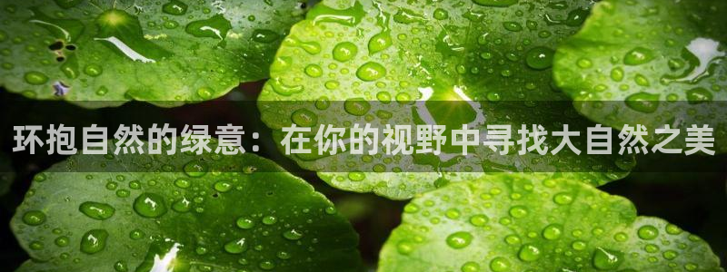 新宝gg类似