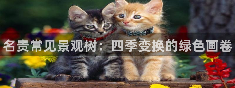 新宝gg主