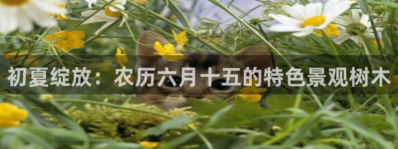 新宝gg传奇：初夏绽放：农历六月十五的特色景观树木