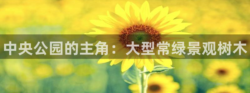 新宝gg游戏登录：中央公园的主角：大型常绿景观树木