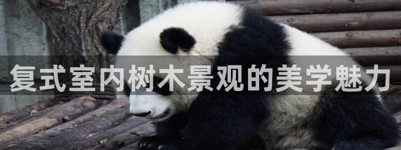 新宝gg-创业奇迹