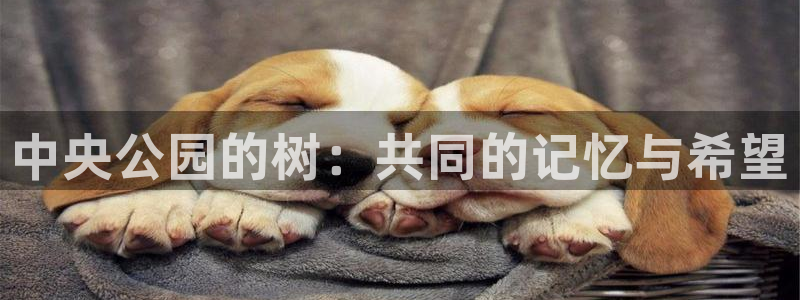 创造奇迹新宝gg