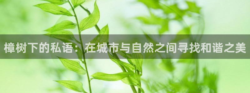 新宝gg待遇