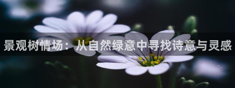 新宝gg q