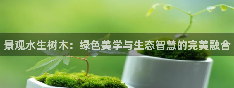 新宝gg如何代理