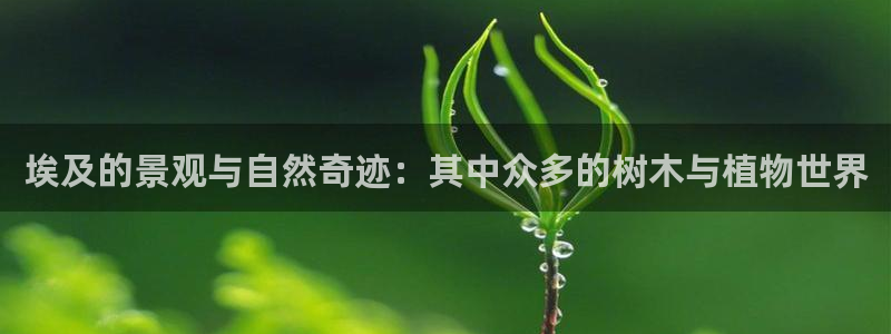 新宝gg创造奇迹平台