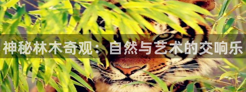 谁有新宝GG
