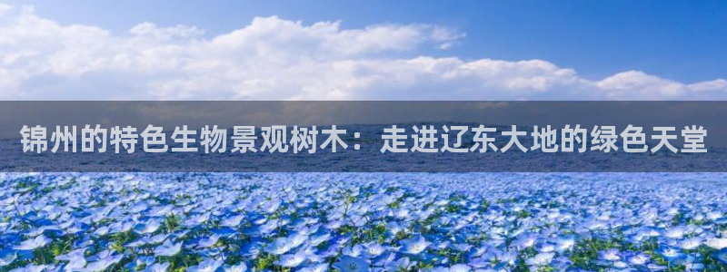 新宝GG最高返点多少